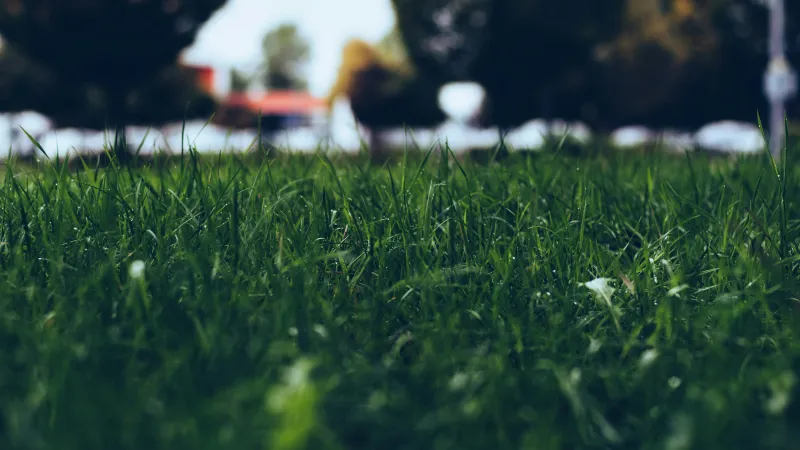 a grassy area with trees in the background