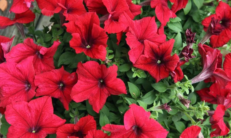 Patriotic Summer Entryway | Armstrong Garden Centers