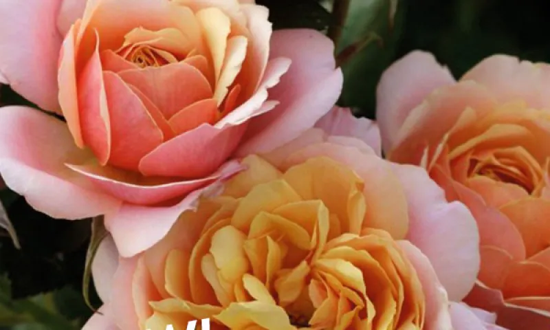 6 Easy Steps to Plant Container Roses DIY | Armstrong Garden Centers