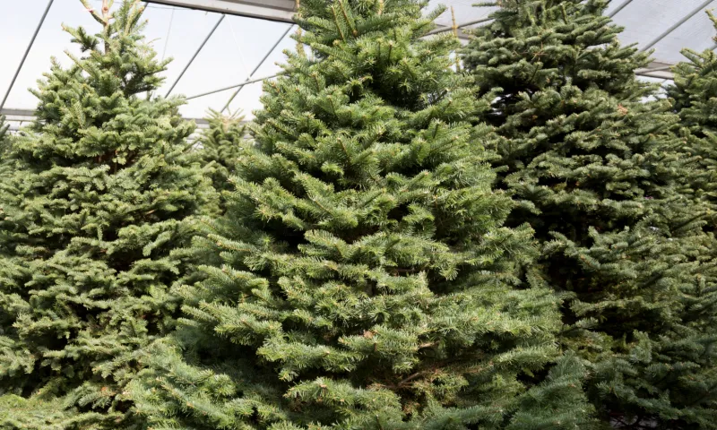 How to Pick a Christmas Tree | Armstrong Garden Centers
