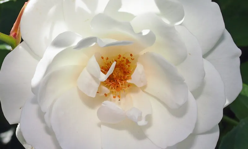 6 Easy Steps to Plant Container Roses DIY | Armstrong Garden Centers