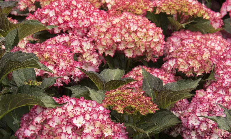 Hydrangea Mophead | Pike Nurseries