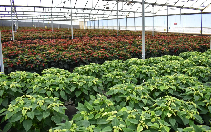 a large green field with trees in the background