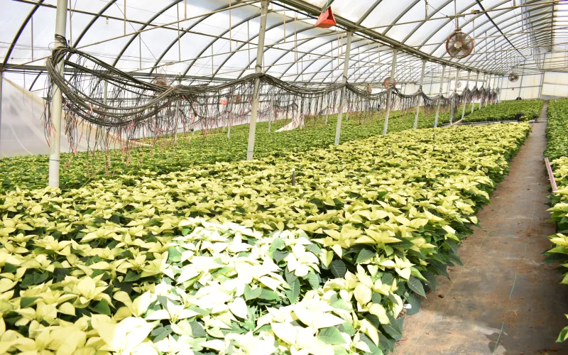 a close up of a garden