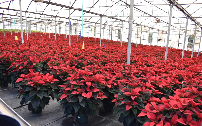 an image involving greenhouse fence building