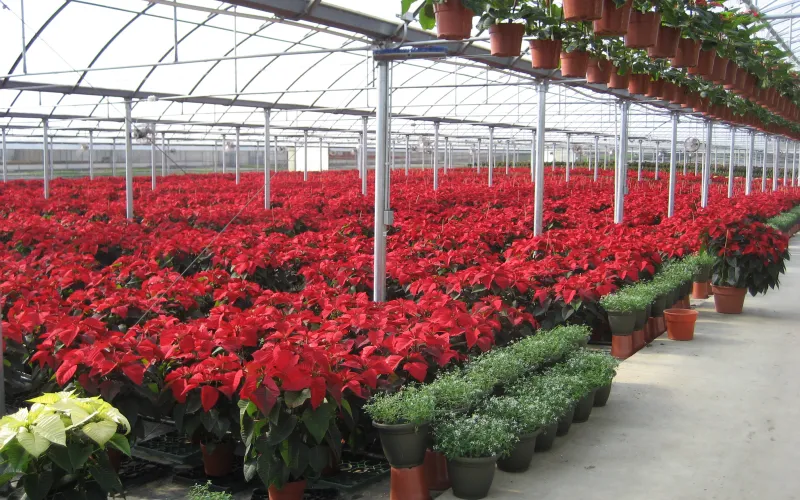 a close up of a flower garden