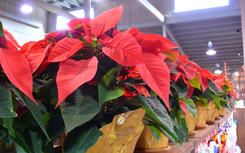 a vase of flowers on a table