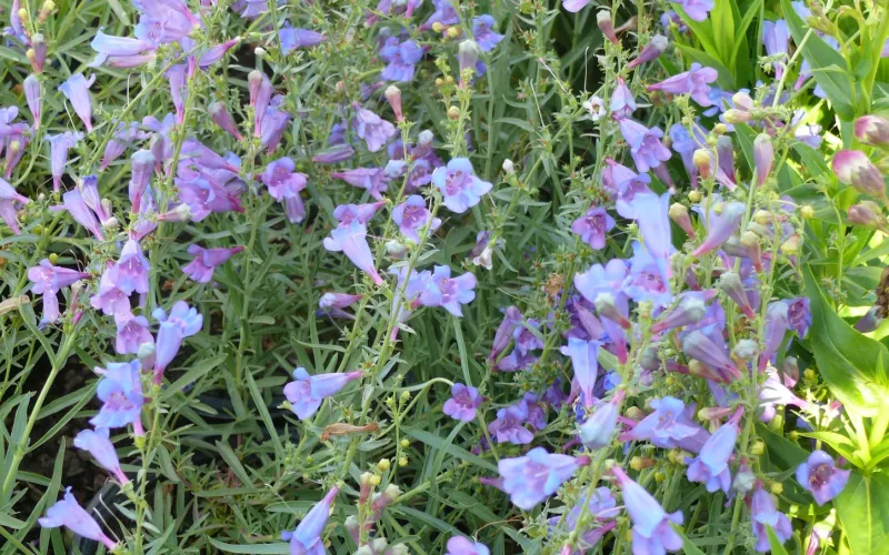 Penstemon 'Margarita Bop'