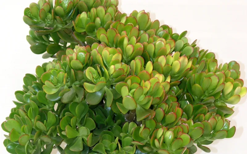 Crassula ovata (Jade plant)