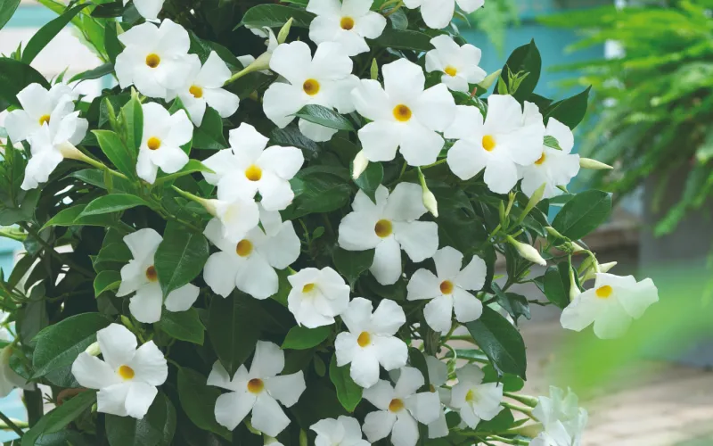 a close up of a flower garden