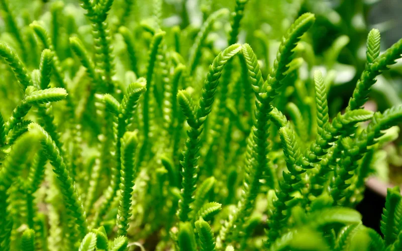 Crassula muscosa (Princess Pine)