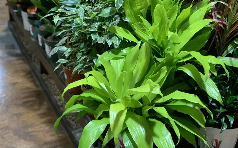 lime dracena houseplant