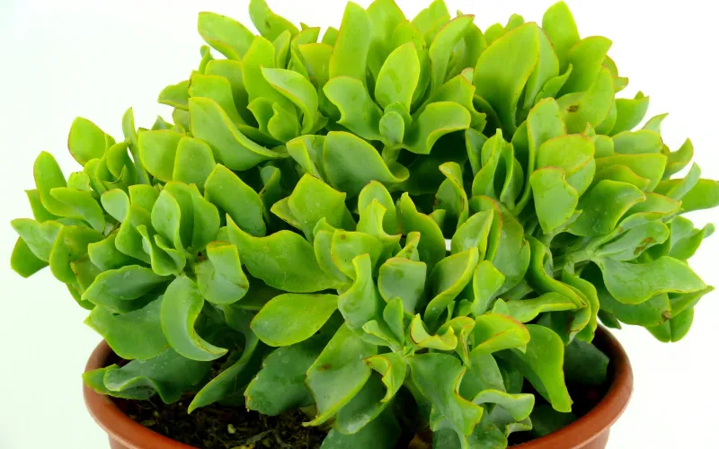 Crassula arborescens 'Curly Green'