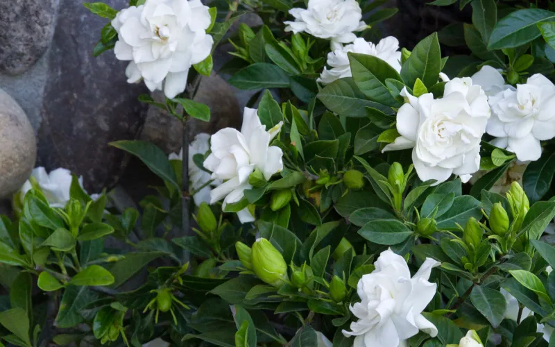 a close up of a flower garden