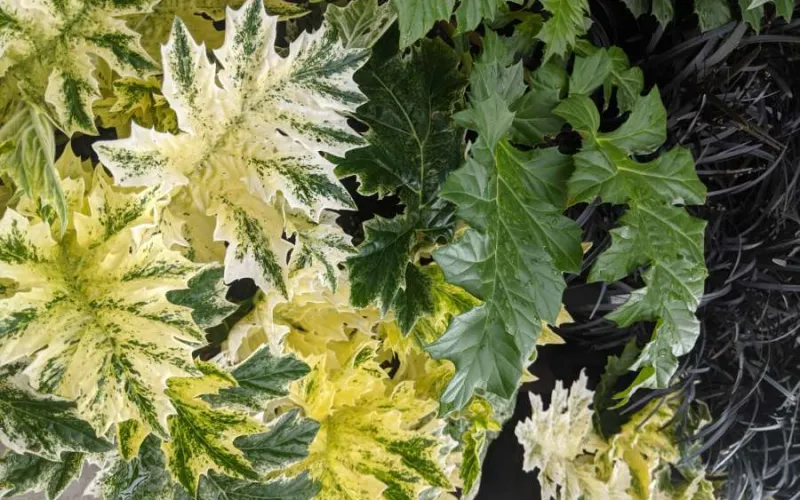 a close up of a plant