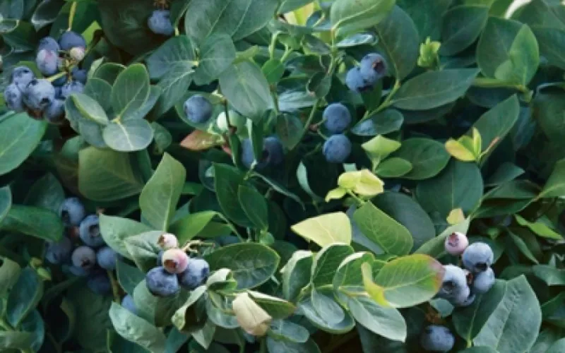 Blueberry bush