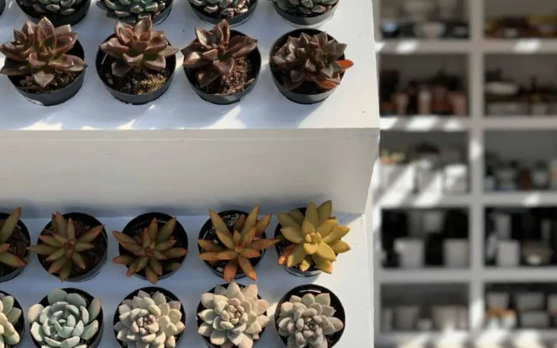 a close up of many different succulents on display