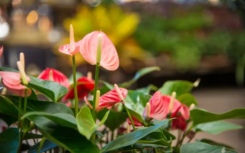 red anthurium houseplant