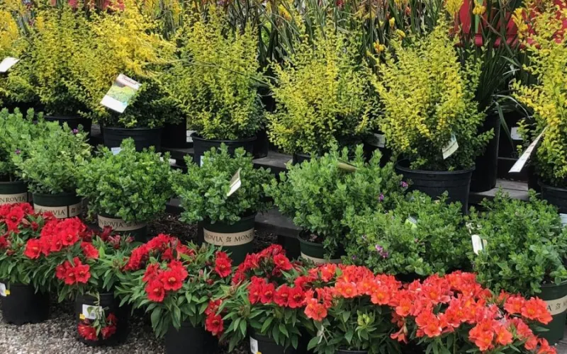 a close up of a flower garden