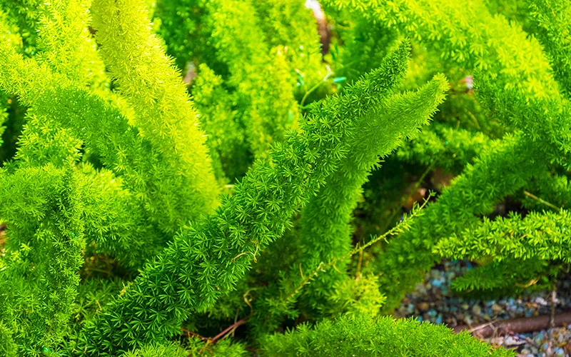 close up of green shrub