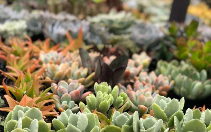 succulents on table at Armstrong California