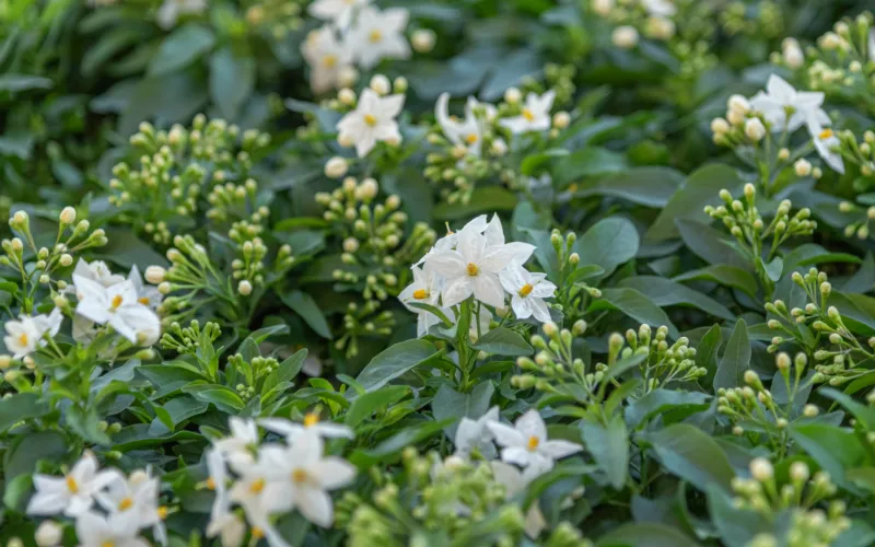 a green plant in a garden