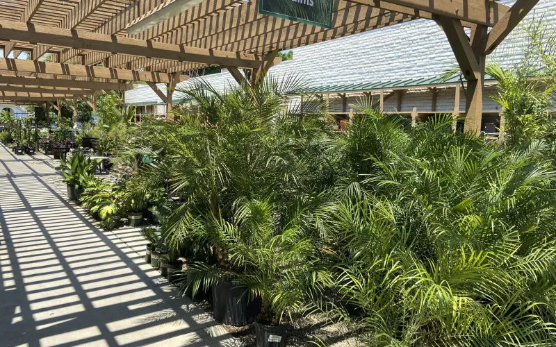 a group of plants outside a building