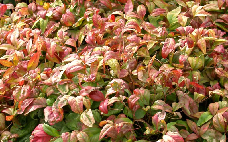 Nandina 'Firepower'
