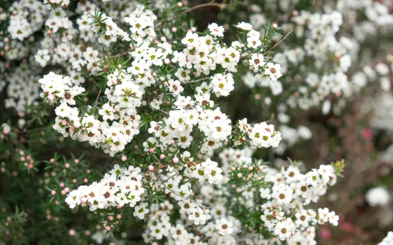 a close up of a flower garden