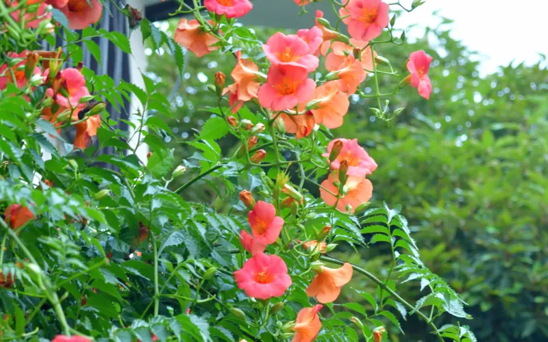 a close up of a flower garden