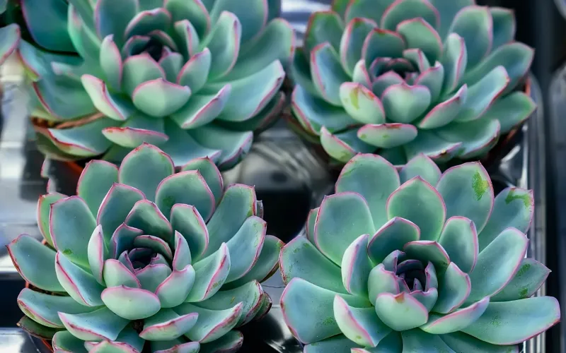 Echeveria apus