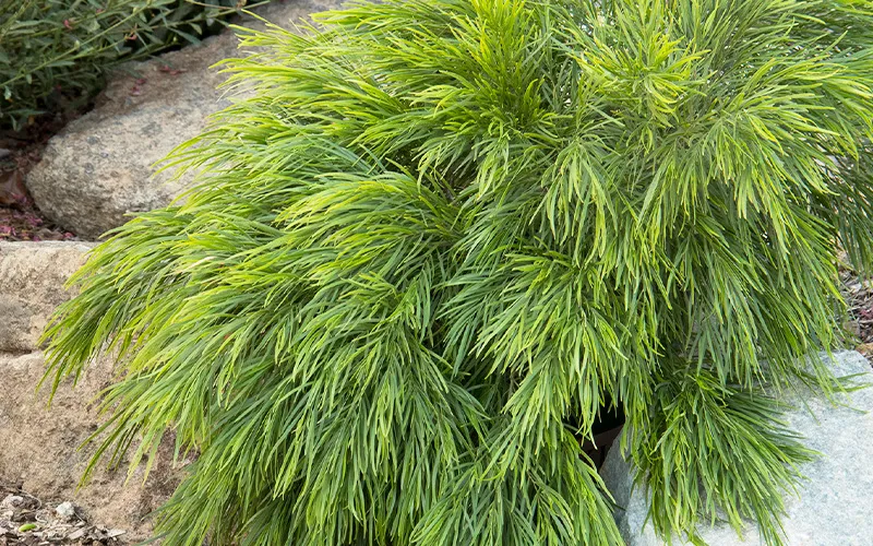 green shrub