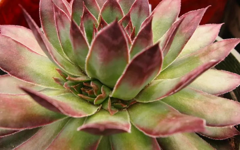 Echeveria Olympus succulent