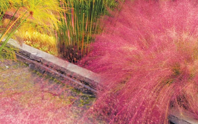 pink grass plant in a garden