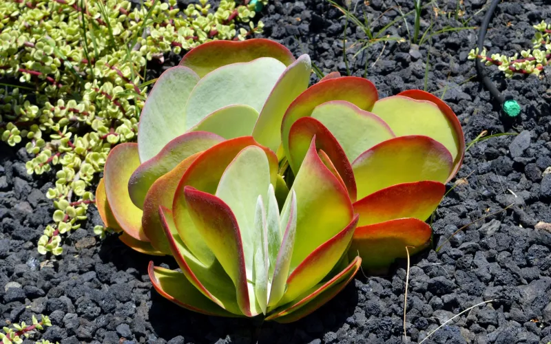 Kalanchoe thyrsiflora ‘Flapjacks’