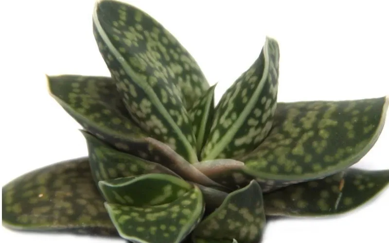 Gasteria maculata