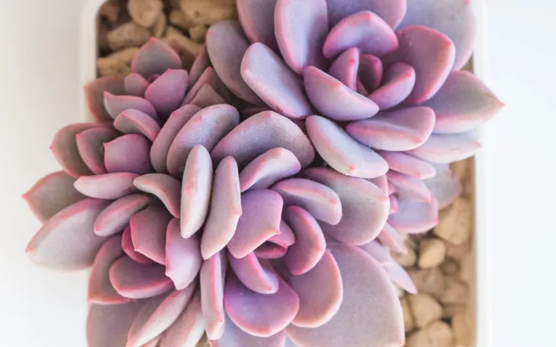 Graptoveria 'Debbie'