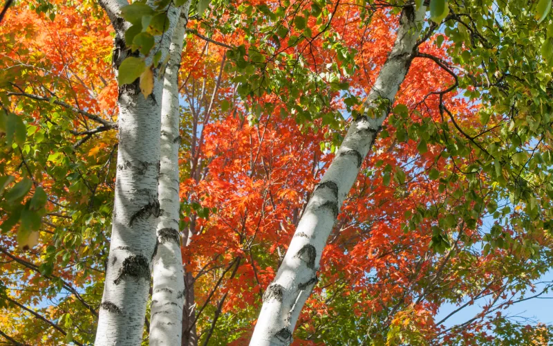 a close up of a tree