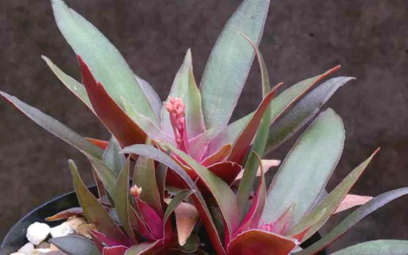 Crassula orbicularis var. rosularis