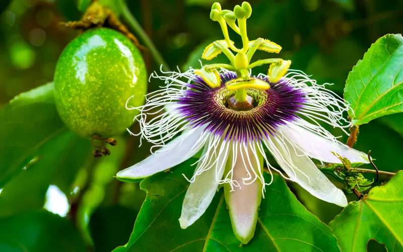 Passion Fruit and Passion Flower