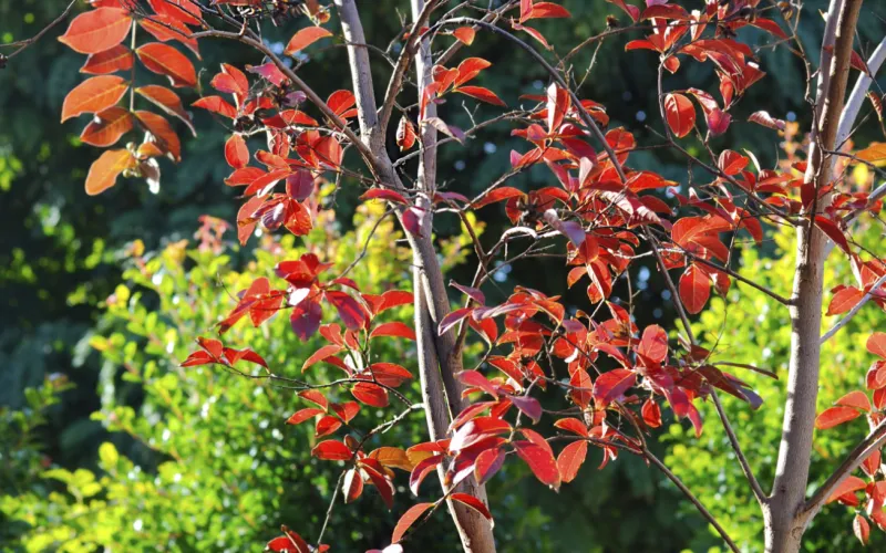 a close up of a fruit tree