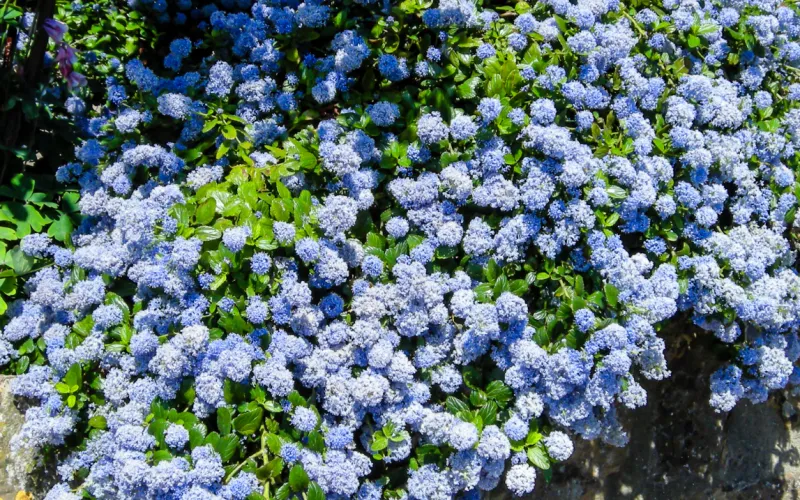 a close up of a stone building that has a flower garden