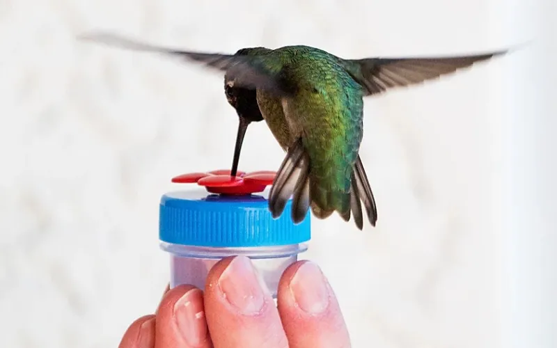a hand feeding a hummingbird