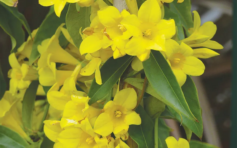 close up yellow flowers