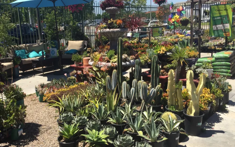 a group of people in a garden