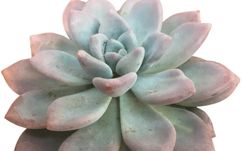 Echeveria 'Grosso'