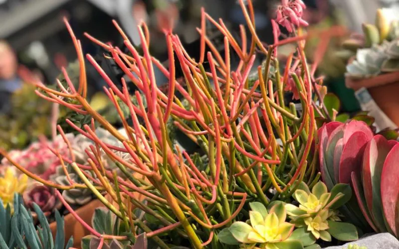 Succulents including firestick at Armstrong San Juan Capistrano