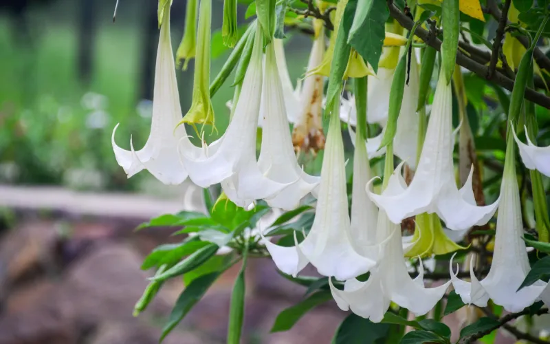 Angel Trumpet