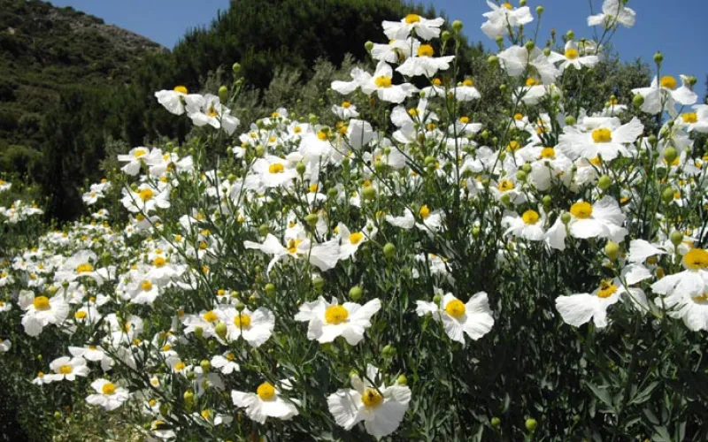 a close up of a flower