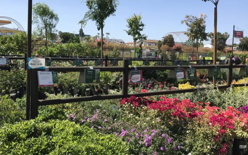 a close up of a flower garden